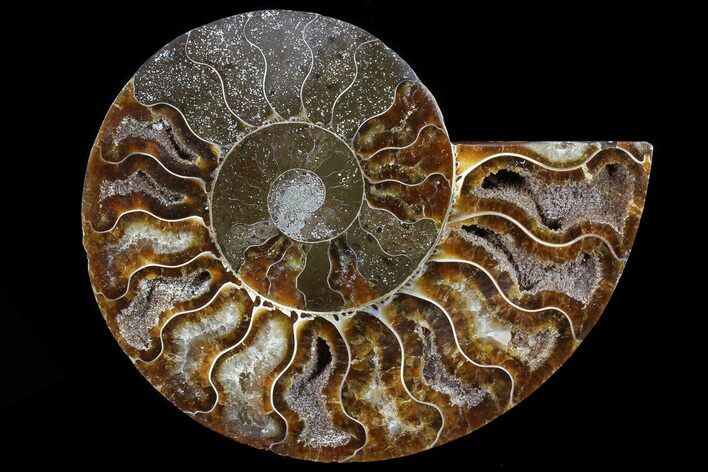 Agatized Ammonite Fossil (Half) - Madagascar #78610